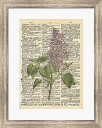 Framed Lilac Print