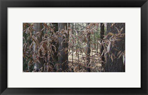 Framed Trees &amp; Leaves Camo Print