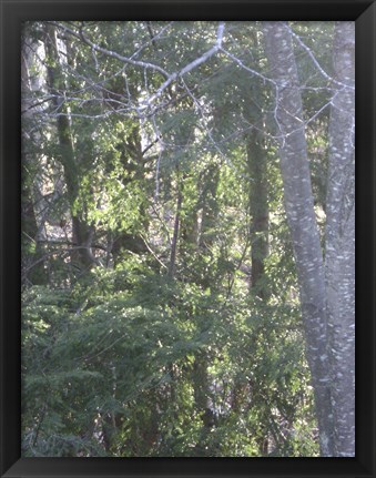 Framed Vermont Trees Print