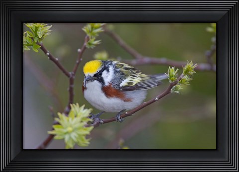 Framed Blue Jay on Tree Limb Print