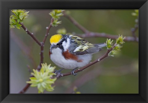 Framed Blue Jay on Tree Limb Print