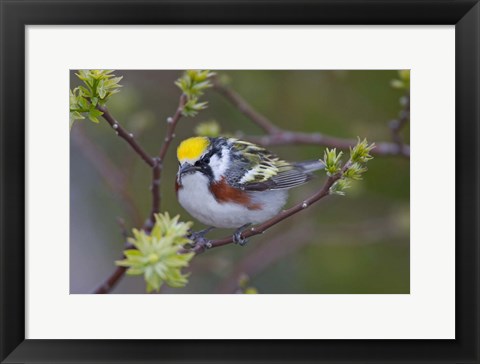 Framed Blue Jay on Tree Limb Print