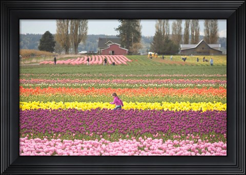 Framed Tulip Farm, Washington Print