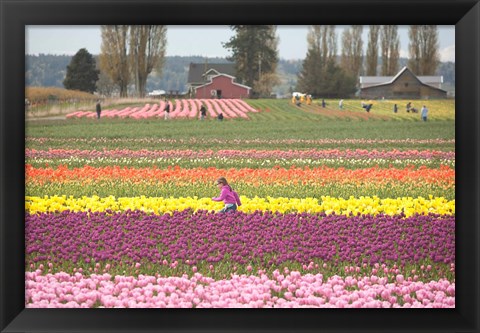 Framed Tulip Farm, Washington Print