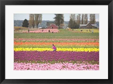 Framed Tulip Farm, Washington Print