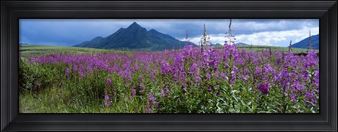 Framed Blooming Fireweed in Ogilvie Mountains Print