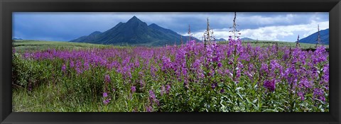 Framed Blooming Fireweed in Ogilvie Mountains Print