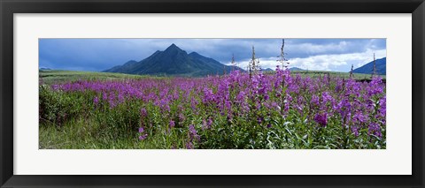 Framed Blooming Fireweed in Ogilvie Mountains Print