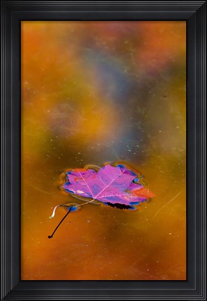 Framed Quebec Autumn Leaf on Pond Print