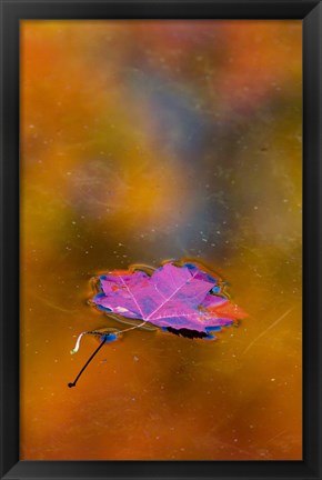 Framed Quebec Autumn Leaf on Pond Print