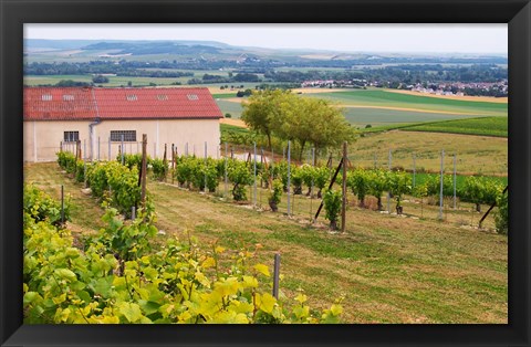 Framed View Over the Mother Vines, Champagne, France Print