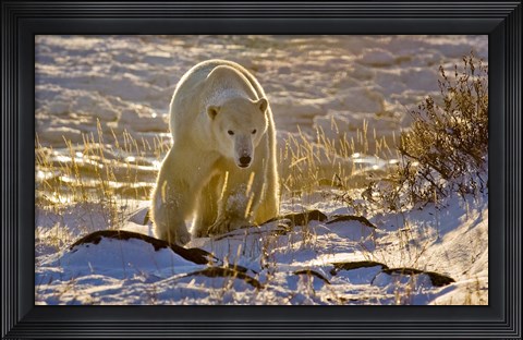 Framed Churchchill Polar Bear Print