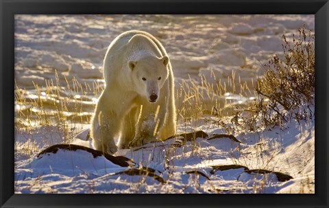 Framed Churchchill Polar Bear Print