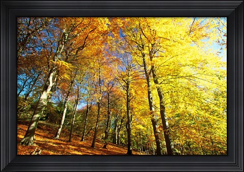 Framed Autumn Leaves of Trees Print