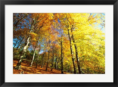 Framed Autumn Leaves of Trees Print