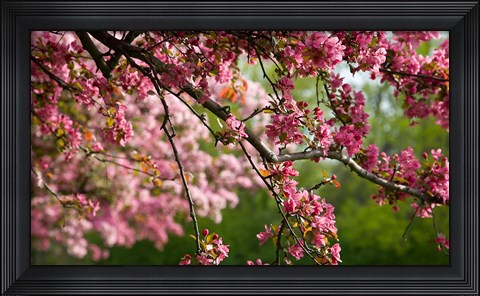 Framed Cherry Blossoms Print