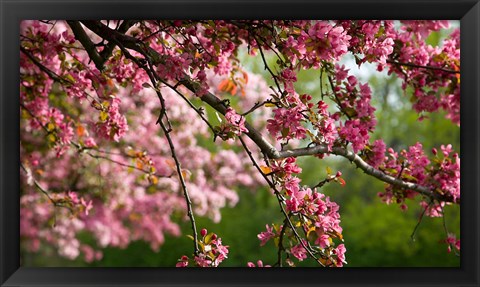 Framed Cherry Blossoms Print