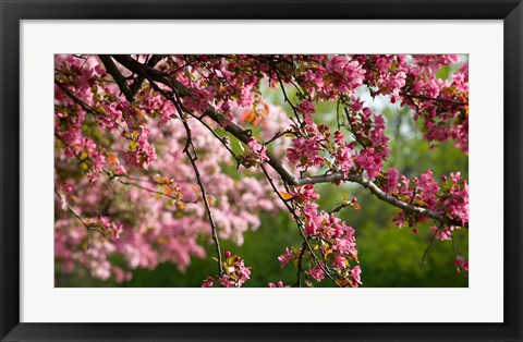 Framed Cherry Blossoms Print