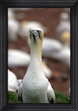 Framed Northern Gannet bird Print