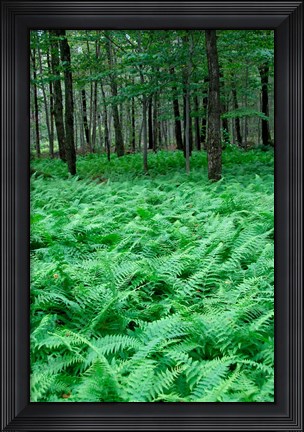 Framed Quebec Maple Tree Forest Print
