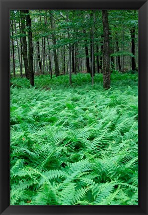 Framed Quebec Maple Tree Forest Print