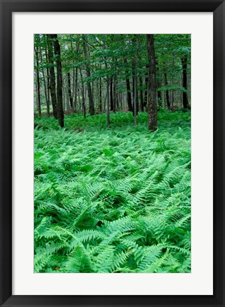 Framed Quebec Maple Tree Forest Print