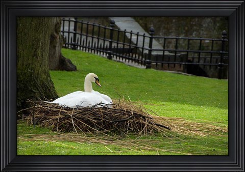Framed Belgium, Nesting Swans Print