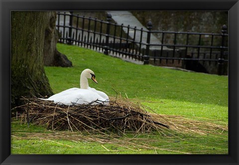 Framed Belgium, Nesting Swans Print