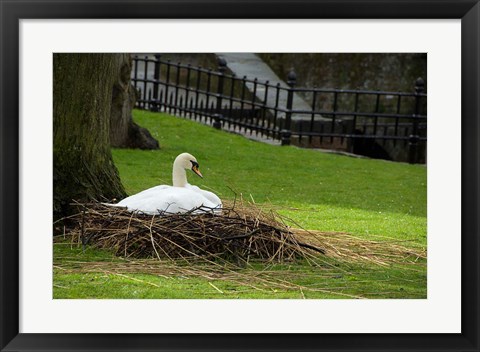 Framed Belgium, Nesting Swans Print