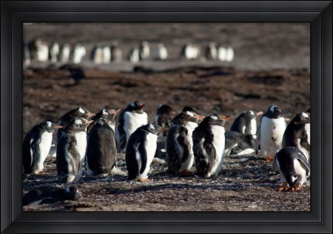 Framed Falklands, Saunders Island, Print