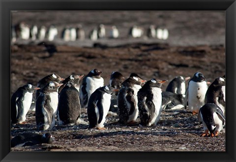 Framed Falklands, Saunders Island, Print