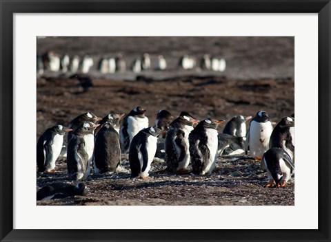 Framed Falklands, Saunders Island, Print