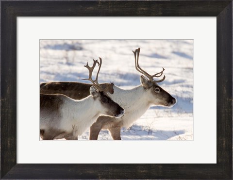 Framed Caribou in Canada Print