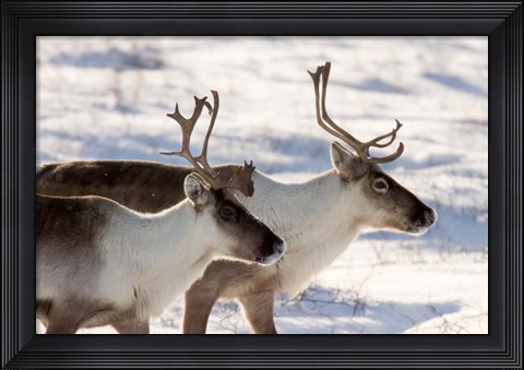 Framed Caribou in Canada Print