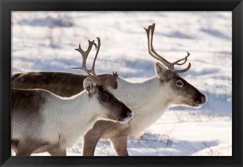 Framed Caribou in Canada Print