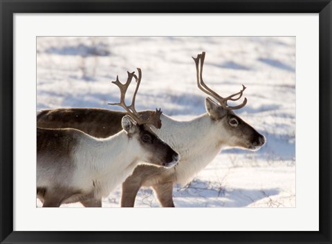 Framed Caribou in Canada Print