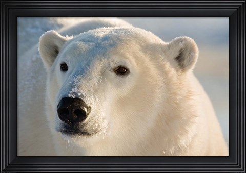 Framed Canada, Manitoba, Hudson Bay, Churchill Polar bear Print