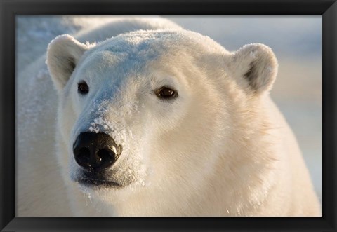 Framed Canada, Manitoba, Hudson Bay, Churchill Polar bear Print