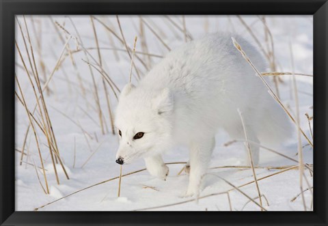 Framed Churchill Arctic Fox Print