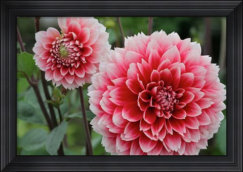 Framed St Andrews Dahlia Flowers Print