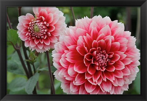 Framed St Andrews Dahlia Flowers Print