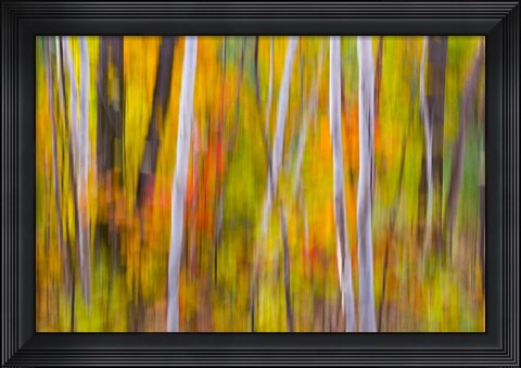 Framed Autumn Colors in Forest Print