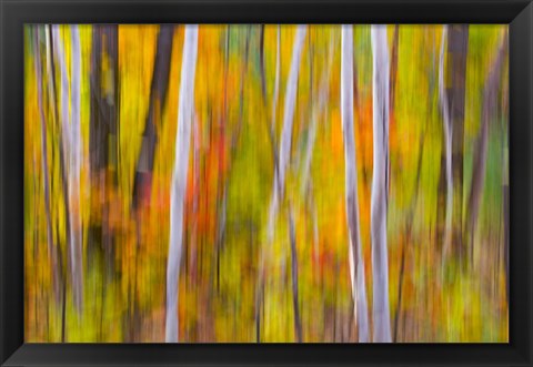 Framed Autumn Colors in Forest Print