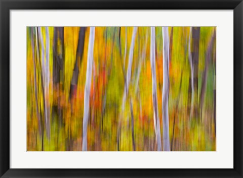 Framed Autumn Colors in Forest Print