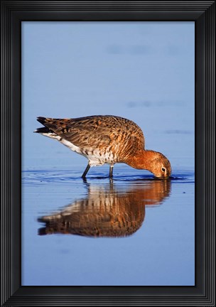 Framed Black-Tailed Godwit Bird Print