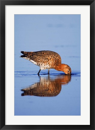 Framed Black-Tailed Godwit Bird Print