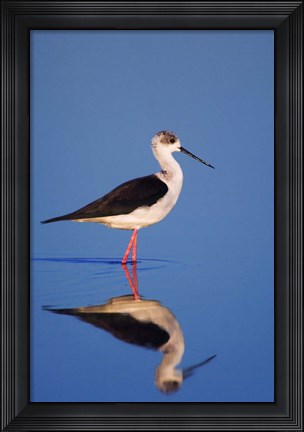 Framed Black-Winged Stilt Bird Print