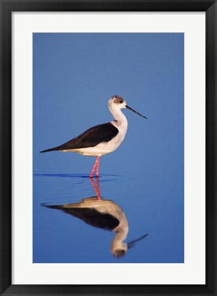 Framed Black-Winged Stilt Bird Print