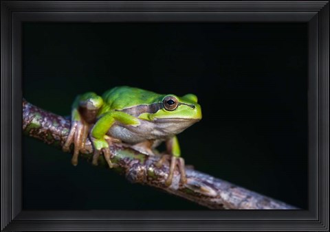 Framed Tree Frog in Lake Neusiedl Print