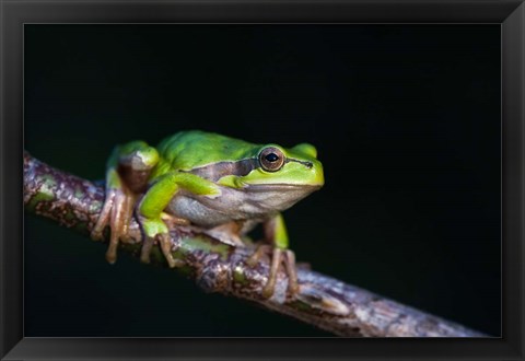 Framed Tree Frog in Lake Neusiedl Print